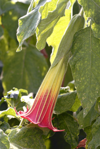 Brugmansia sanguinea MAP 060602370