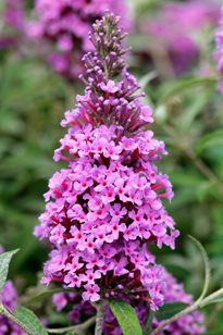 Buddleja Mioulane MAP NPM 90150312