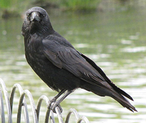 Corneille Corvus corone