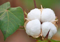 Gossypium herbaceum Coton Flora