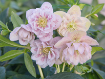 Helleborus orientalis double