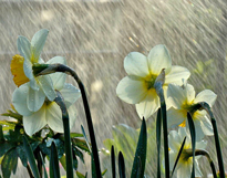 Narcisse Pluie Flora