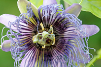 Passiflora Elisabeth Mioulane MAP NPM 850341135