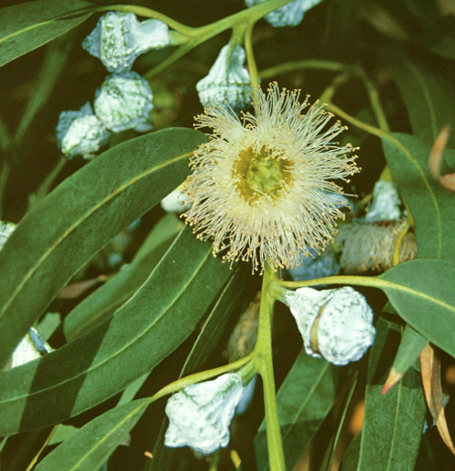 Eucalyptus globulus MAP 7901246