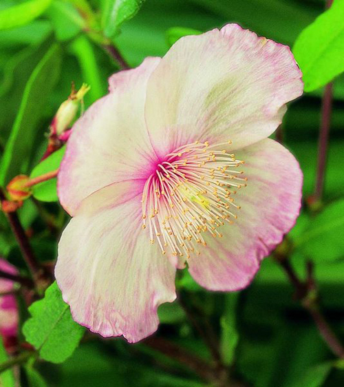 Eucryphia Lucida Ballerina Gros plan