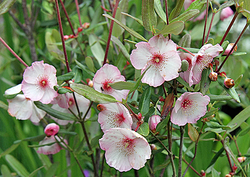 Eucryphia lucida Ballerina