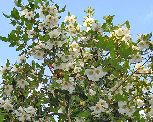 Eucryphia lucida Floraison