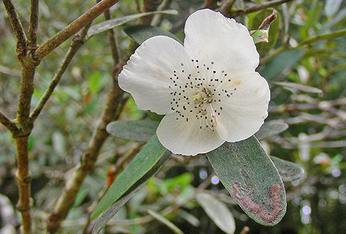 Eucryphia lucida Leatherwood Fleur Feuille