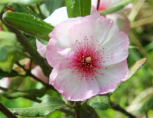 Eucryphia lucida Pink Cloud Flora