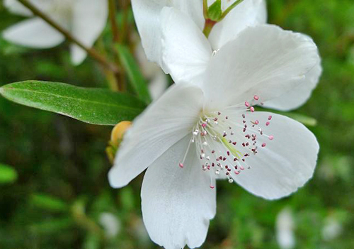 Eucryphia lucida fleur