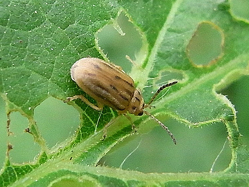 Ophraella communa ambroisie