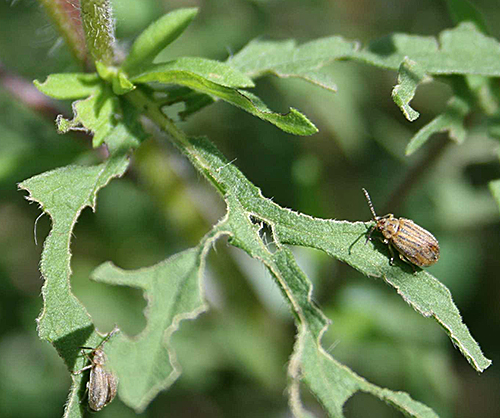 Ophraella communa chrysomele defoliation