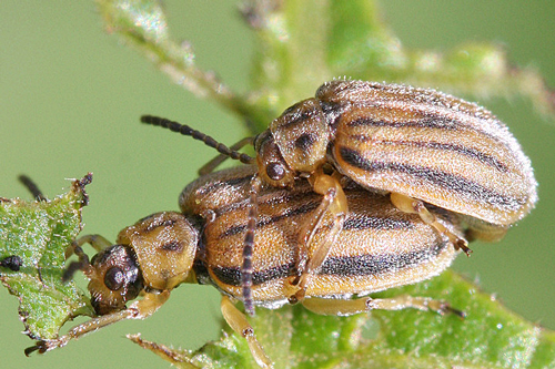 Ophraella communa copulation