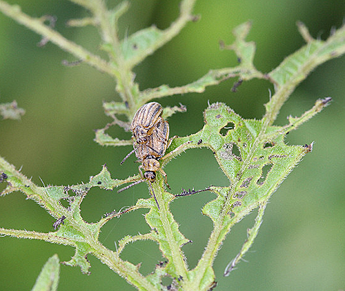 Ophraella communa degat feuille Fauna