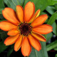 Zinnia Extraterrestre