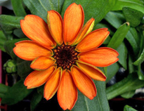 Zinnia Extraterrestre