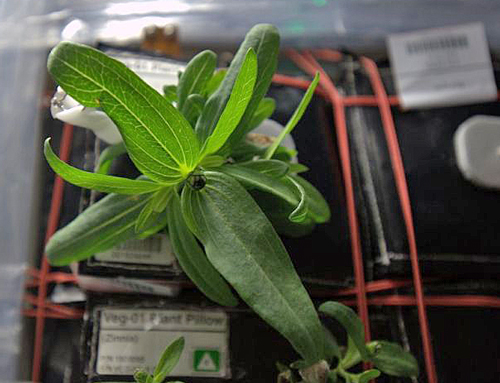 Zinnia Plant ISS Nasa