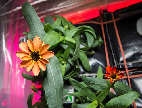 Zinnia floraison ISS Nasa