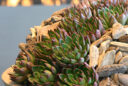 Echeveria red tip