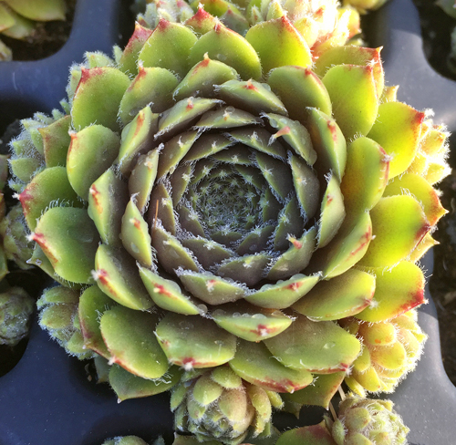 Sempervivum Cuprum