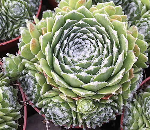 Sempervivum Nurani