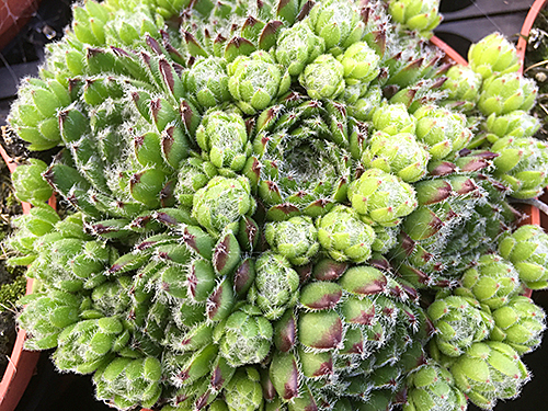 Sempervivum Pastelis