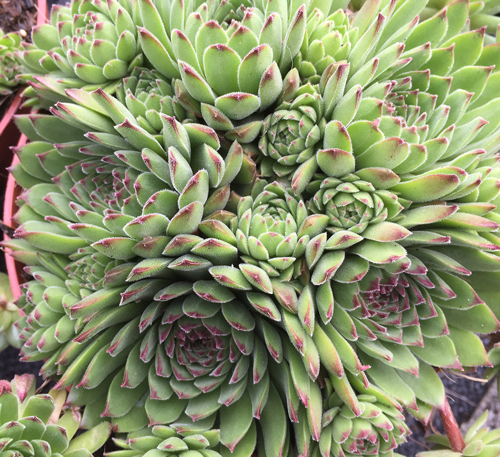 Sempervivum Zelena