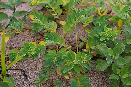 Euphorbia chamissonis Flora