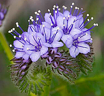 Phacelia pedicellata Flora