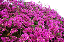 Bougainvillea Mioulane MAP NPM 850274024