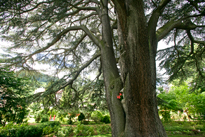 Cedrus libani Mioulane MAP NPM 850320655