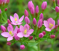 Centaurium erythraea Flora
