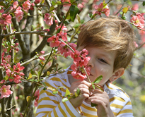 Enfant Cognassier Japon MAP PAMI 130424260