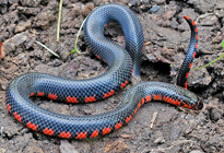 Juvenile Mud SnakeFarancia abacura