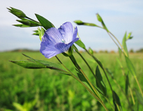 Linum usitatissimum Flora