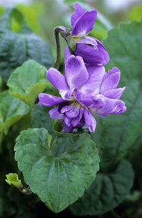 Viola odorata MAP GIP0025592