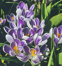 Crocus King of the Striped Mioulane MAP NPM GIP0109551