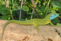 Lacerta viridis male