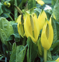 Lysichiton americanus MAP GIP0072066