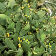 Opuntia Ficus indica Mioulane MAP NPM GIP0073761
