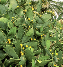 Opuntia Ficus indica Mioulane MAP NPM GIP0073761