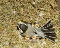 Parus major MAP AGU 130108012