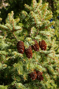 Picea abies Mioulane NewsJardinTV P1030925