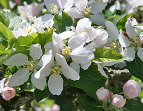 Pommier Fleur Mioulane MAP NPM 84942012