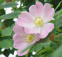 Rosa canina Eglantine