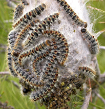 Thaumetopoea pityocampa larves