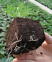 Horticulture substrat motte bio