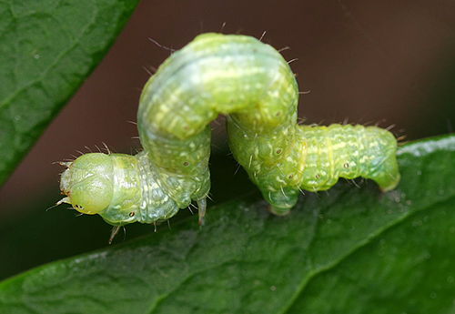 Operophtera brumata Cheimatobie