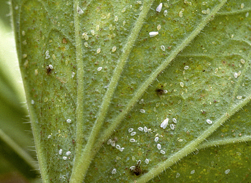 Aleurode Pelargonium MAP PAV GIP0089430