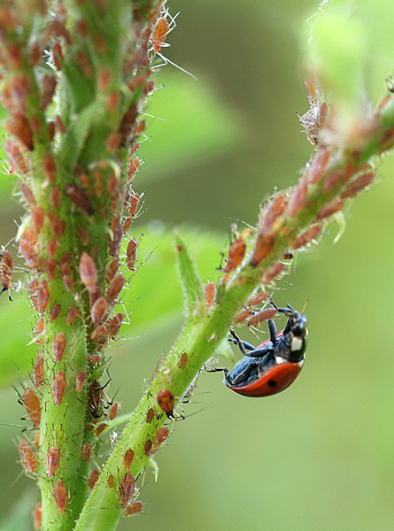 Puceron Coccinelle Pasquel MAP 2